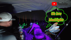 Mayflies love blacklights